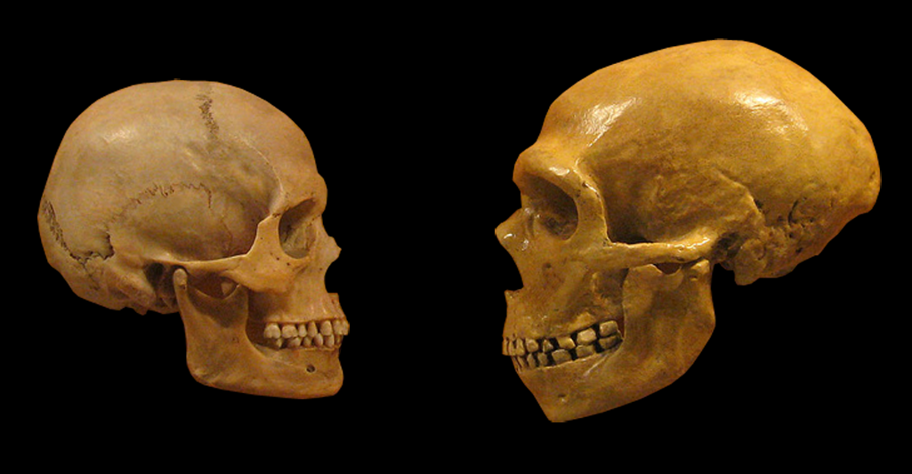 Neanderthal brains measure up to ours—literally - Ars Technica