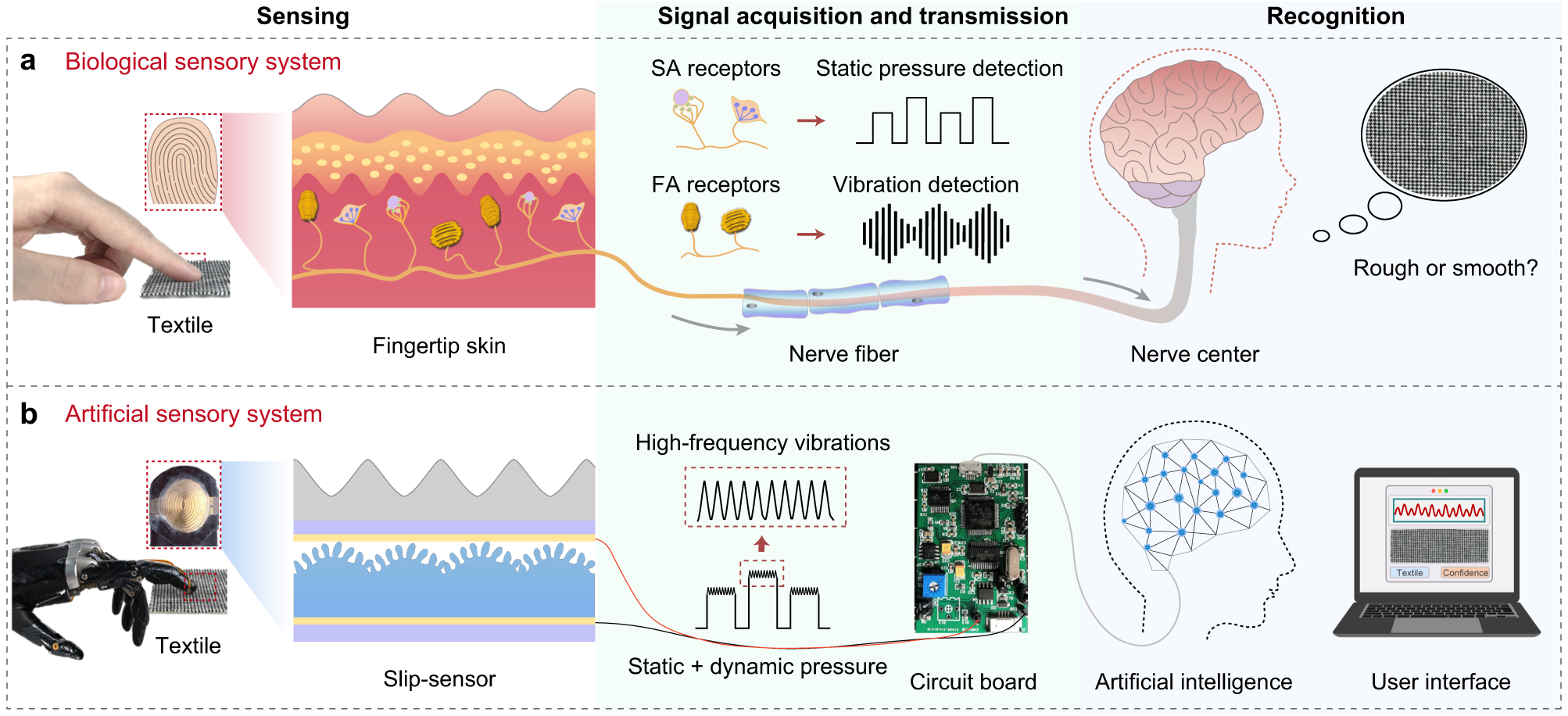 The Architecture of Biological Sensation: Nature's Design - visual representation