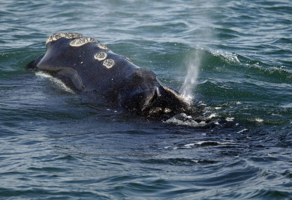 International Policy: Who Makes the Rules Protecting Right Whales? - visual representation