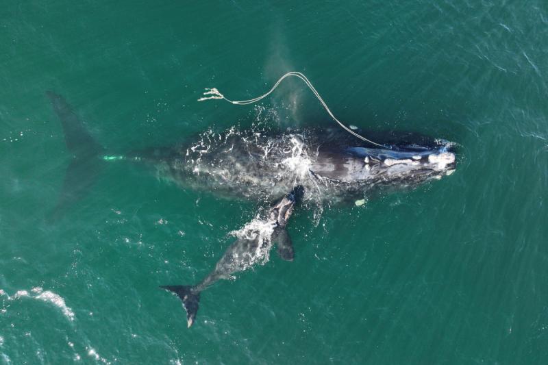 Why Baby Whales Matter More Than You Might Think - visual representation