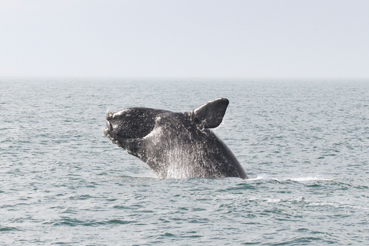Inside the Monitoring Network: How Scientists Track Individual Whales - visual representation