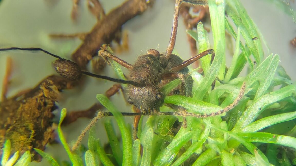 Parasitic zombie fungus thrives in mosses, too - Ars Technica