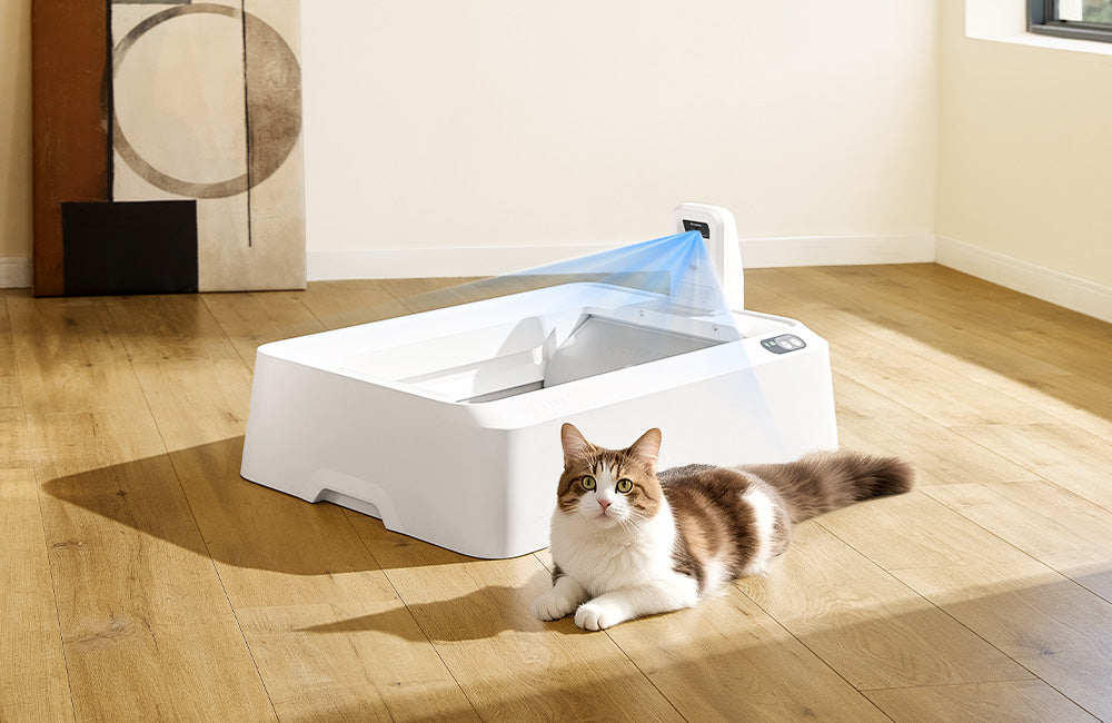 The Wet Food Revolution: Why This Matters - visual representation