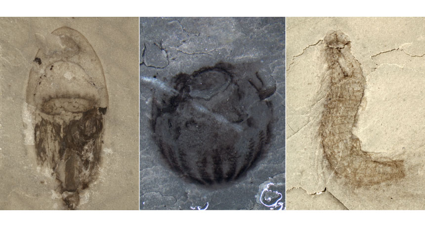 The Significance of the Cambrian Explosion - visual representation