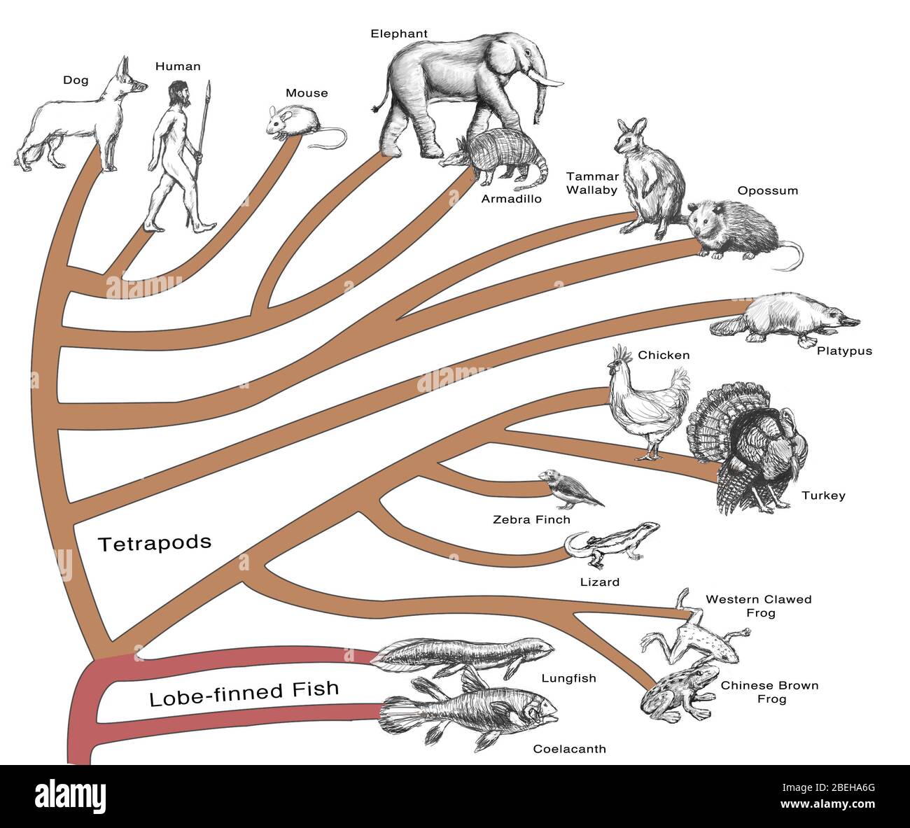 Advanced Research Techniques: Analyzing Pre-Cambrian Fossils - visual representation