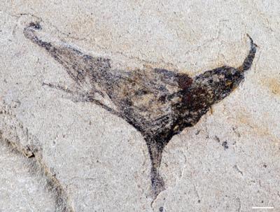 Practical Implementation Guides: Studying Pre-Cambrian Fossils - visual representation