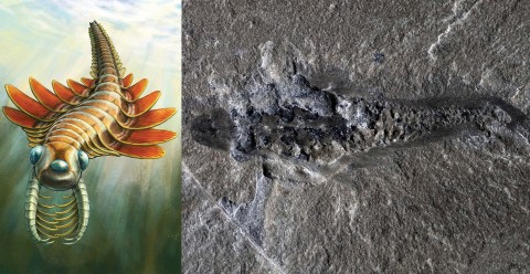 Common Pitfalls and Solutions in Pre-Cambrian Research - visual representation