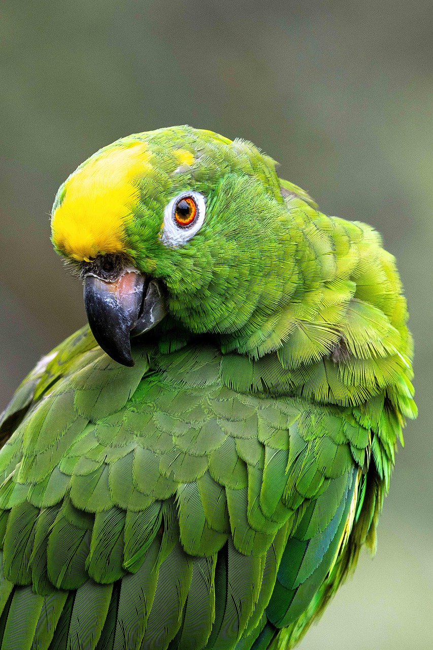 The Parrot Phenomenon - contextual illustration