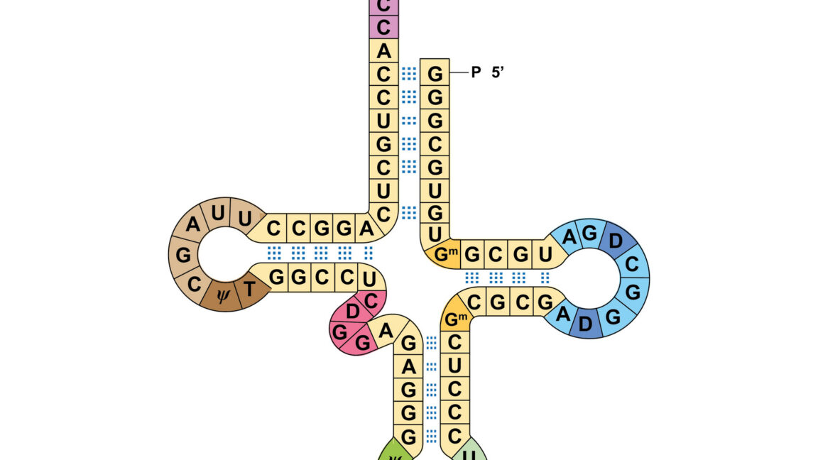 Researchers get two genetic codes to work at the same time - Ars Technica