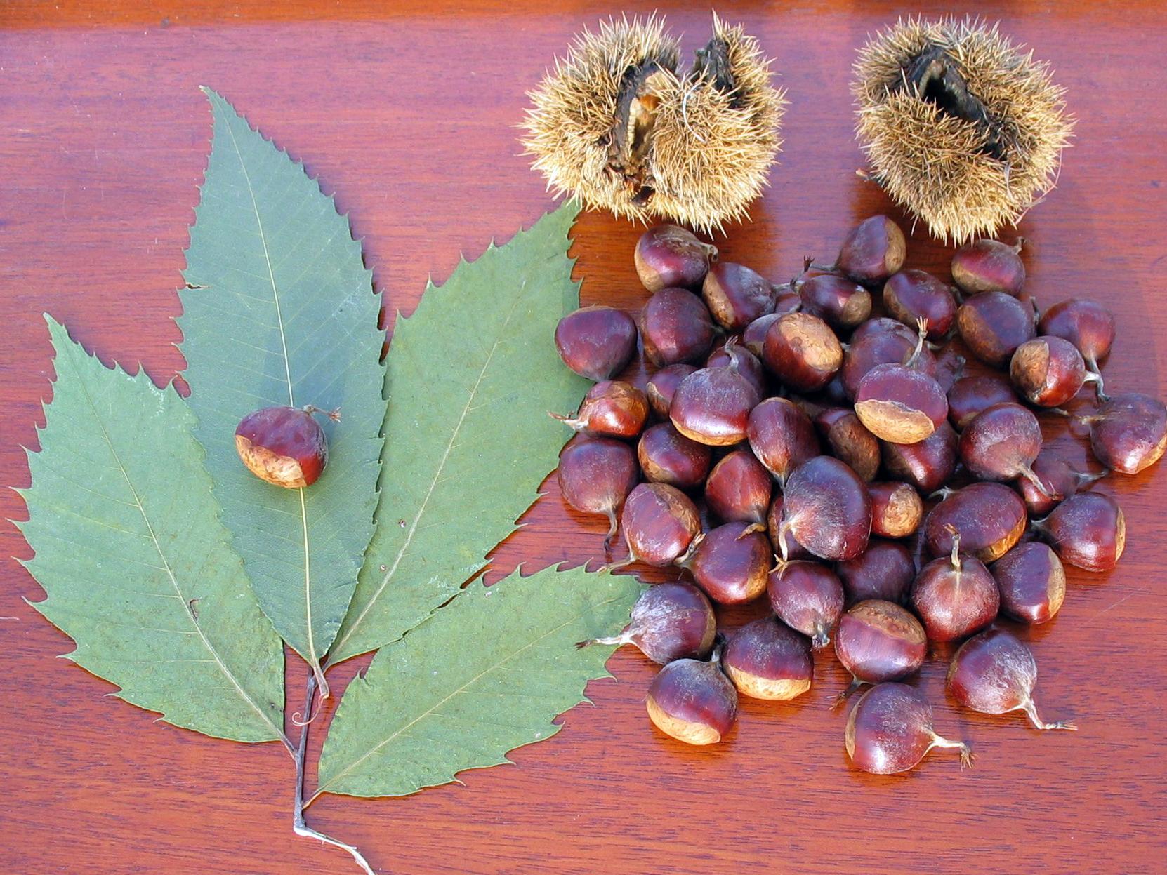 The Future of American Chestnut Restoration - visual representation