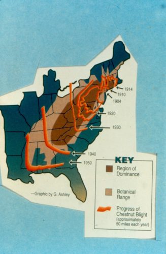 The Catastrophe That Nearly Erased a Species - contextual illustration