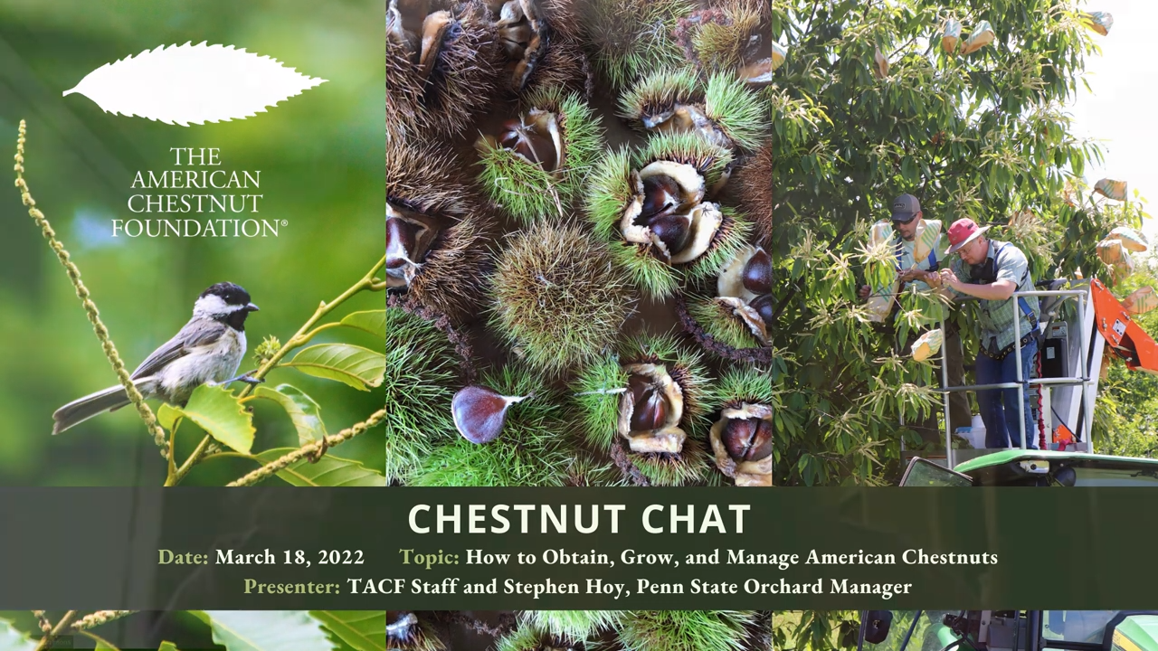Strategy Three: Genetic Engineering and Transgenic Chestnuts - visual representation