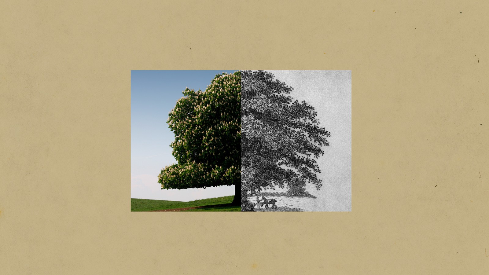 The American Chestnut Foundation's Comprehensive Testing Framework - visual representation