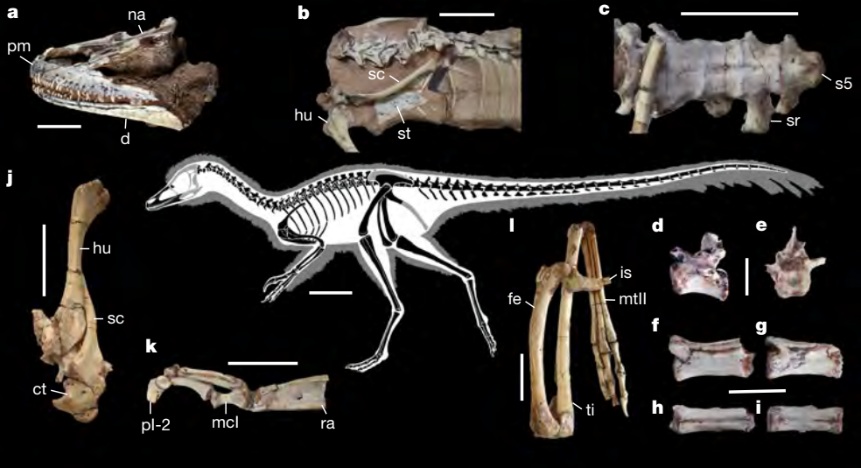 Alnashetri cerropoliciensis: A New Perspective - contextual illustration