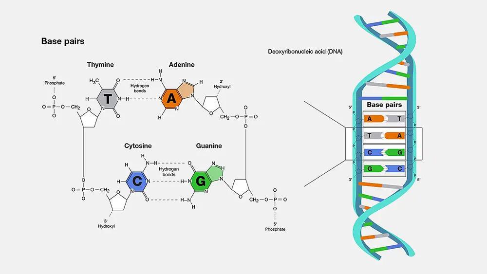 Understanding Synthetic DNA - contextual illustration