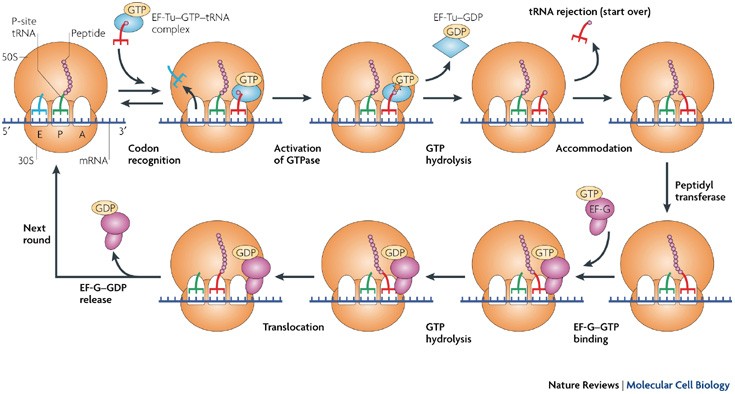 The Genetic Code: A Brief Overview - visual representation