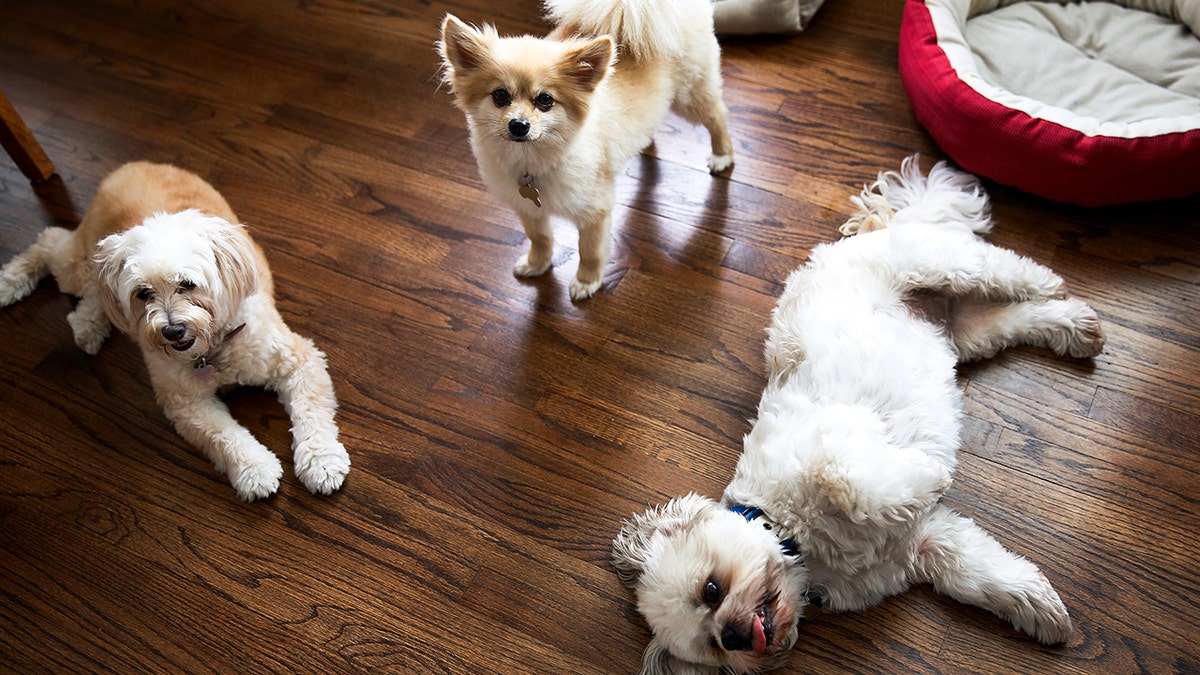 Key Takeaways From Ring's Surveillance Expansion - visual representation