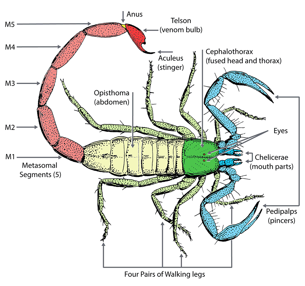 The Anatomy of a Scorpion: A Closer Look - contextual illustration