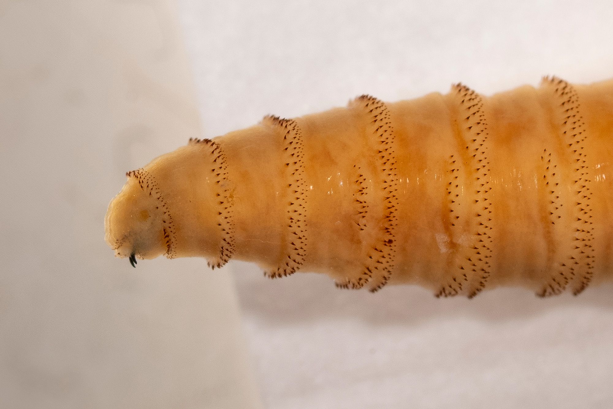 The Broader Context: Why Zoonotic Disease Vigilance Matters - visual representation