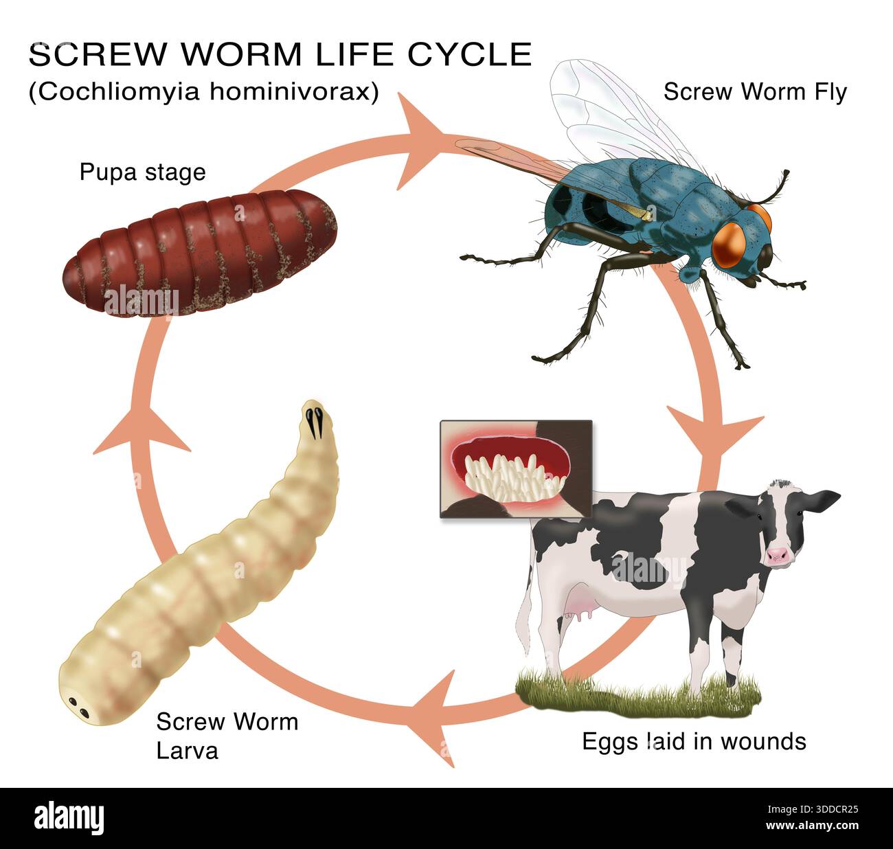 The Historical Context: How We Nearly Eliminated Screwworms - visual representation