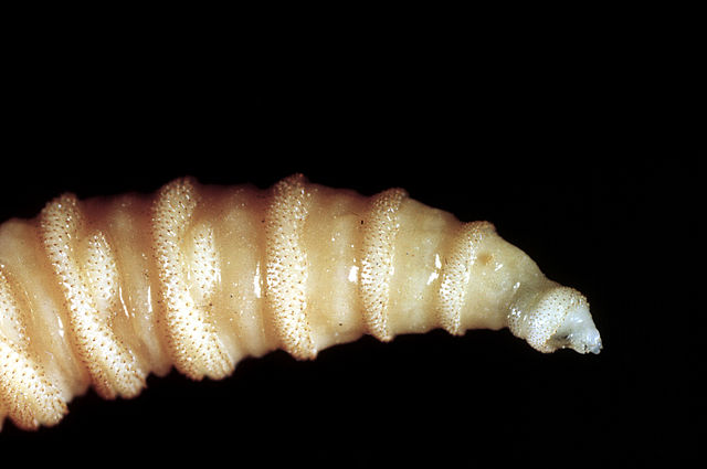Screwworms in US: Human risk is low—but they can burrow through your skull - Ars Technica
