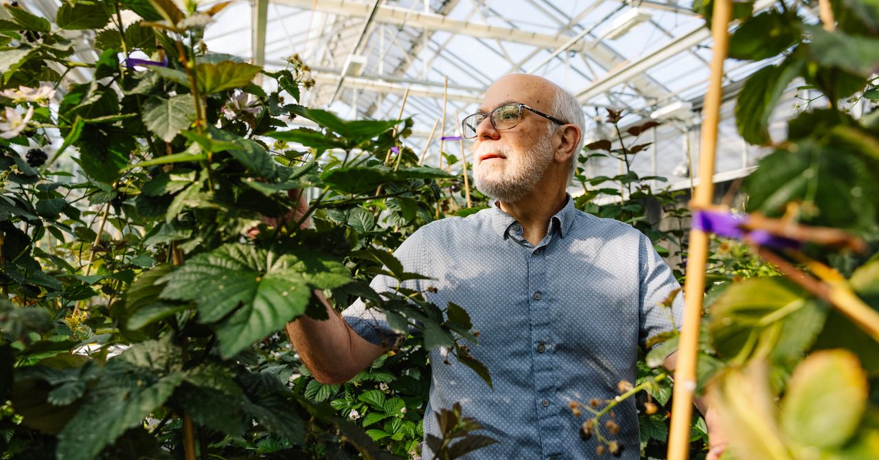 Seedless Blackberries and Cherries That Grow on Bushes Vie to Be the Future of Food | WIRED