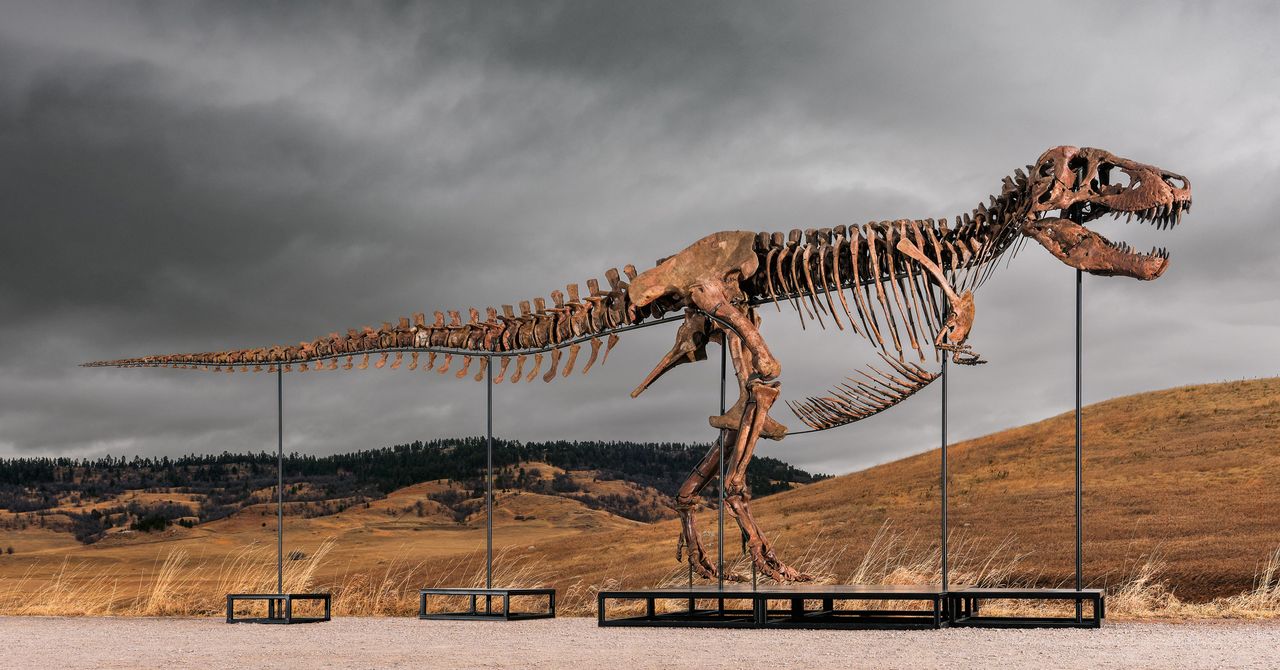 Sotheby’s Big T. Rex Auction Raises Concerns Hype and Wealth Are Upending Science | WIRED