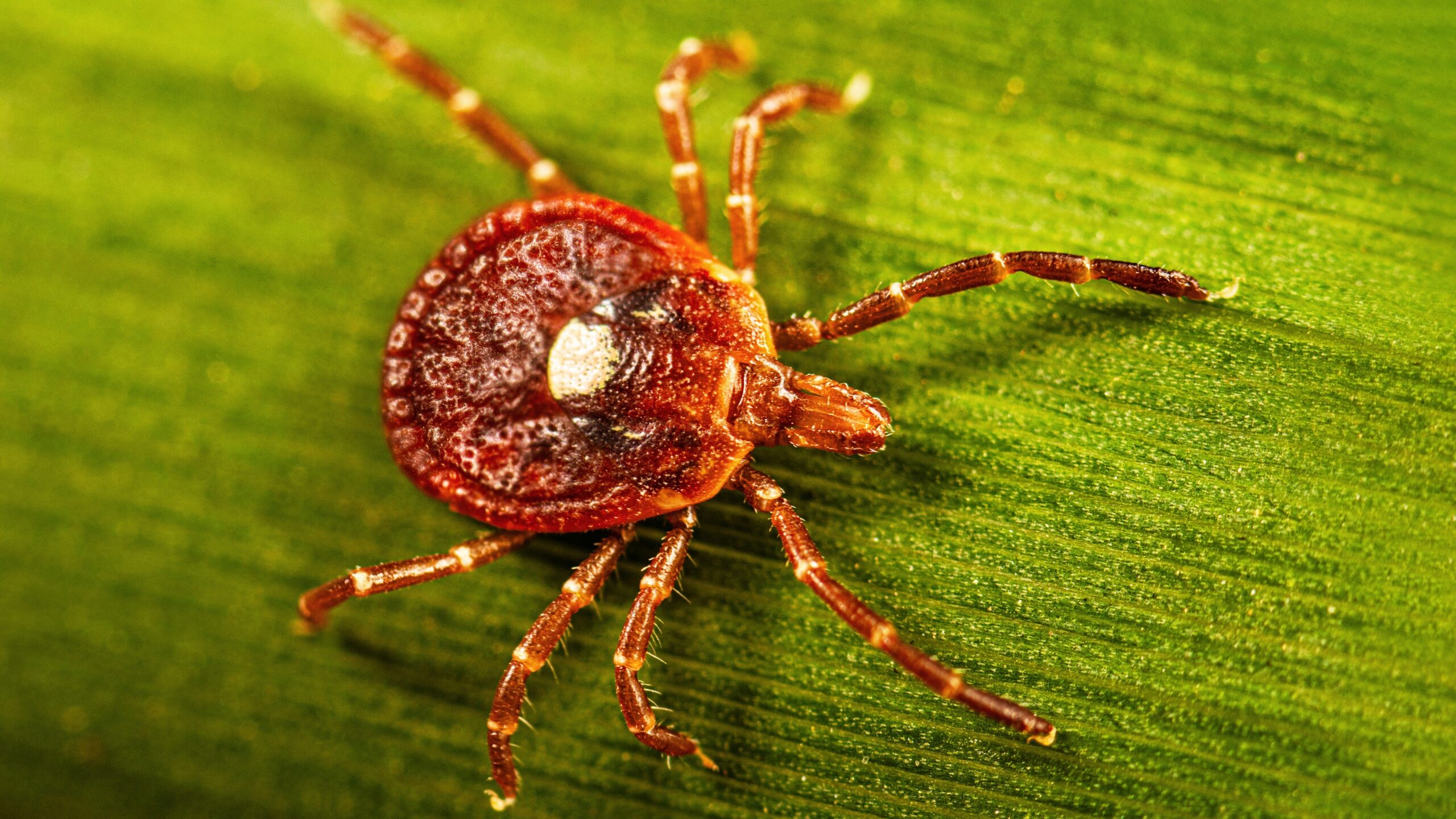 Surprisingly large number of people may have marker for tick-linked meat allergy - Ars Technica