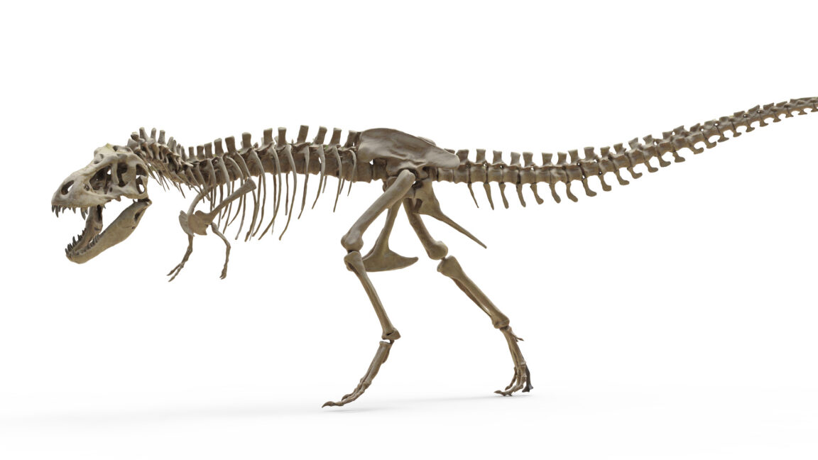 T. rex teeth indicate it ran as warm as an elephant - Ars Technica
