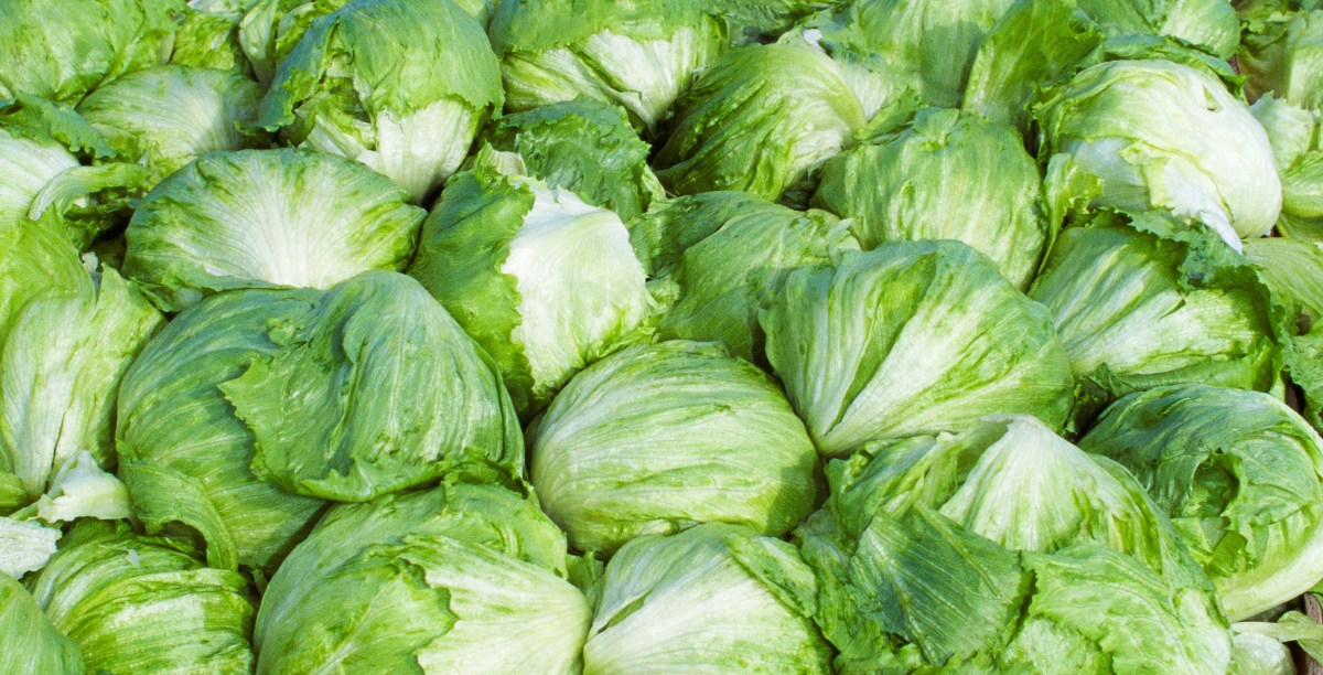 Taylor Farms pulls iceberg lettuce from the US market after cyclosporiasis outbreak | The Verge