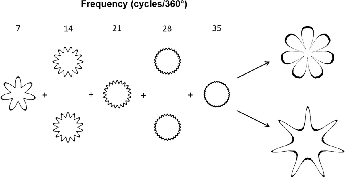 What the Chicken Study Reveals About Language Evolution - visual representation