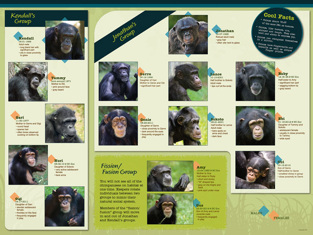 The Gombe and Ngogo Case Studies - visual representation