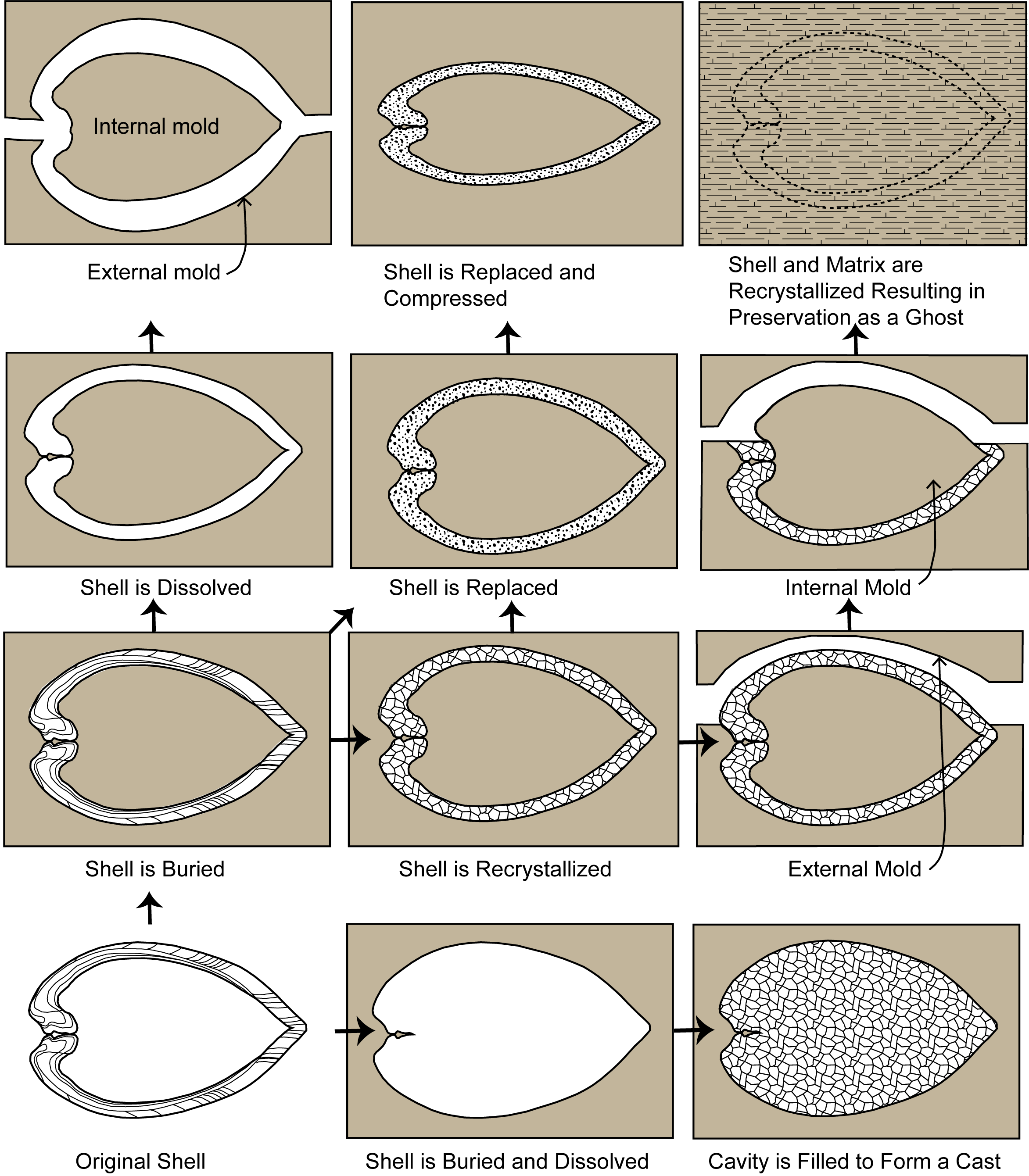 Practical Implications for Paleontology - contextual illustration