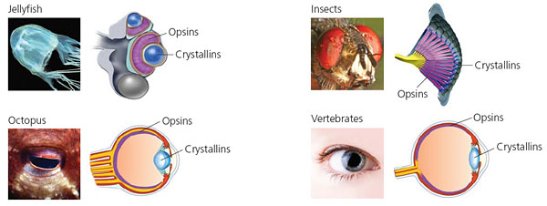 Tags - visual representation