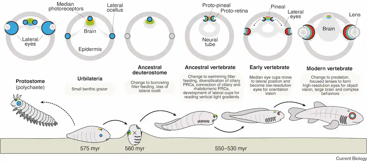 Future Trends in Eye Evolution Research - visual representation