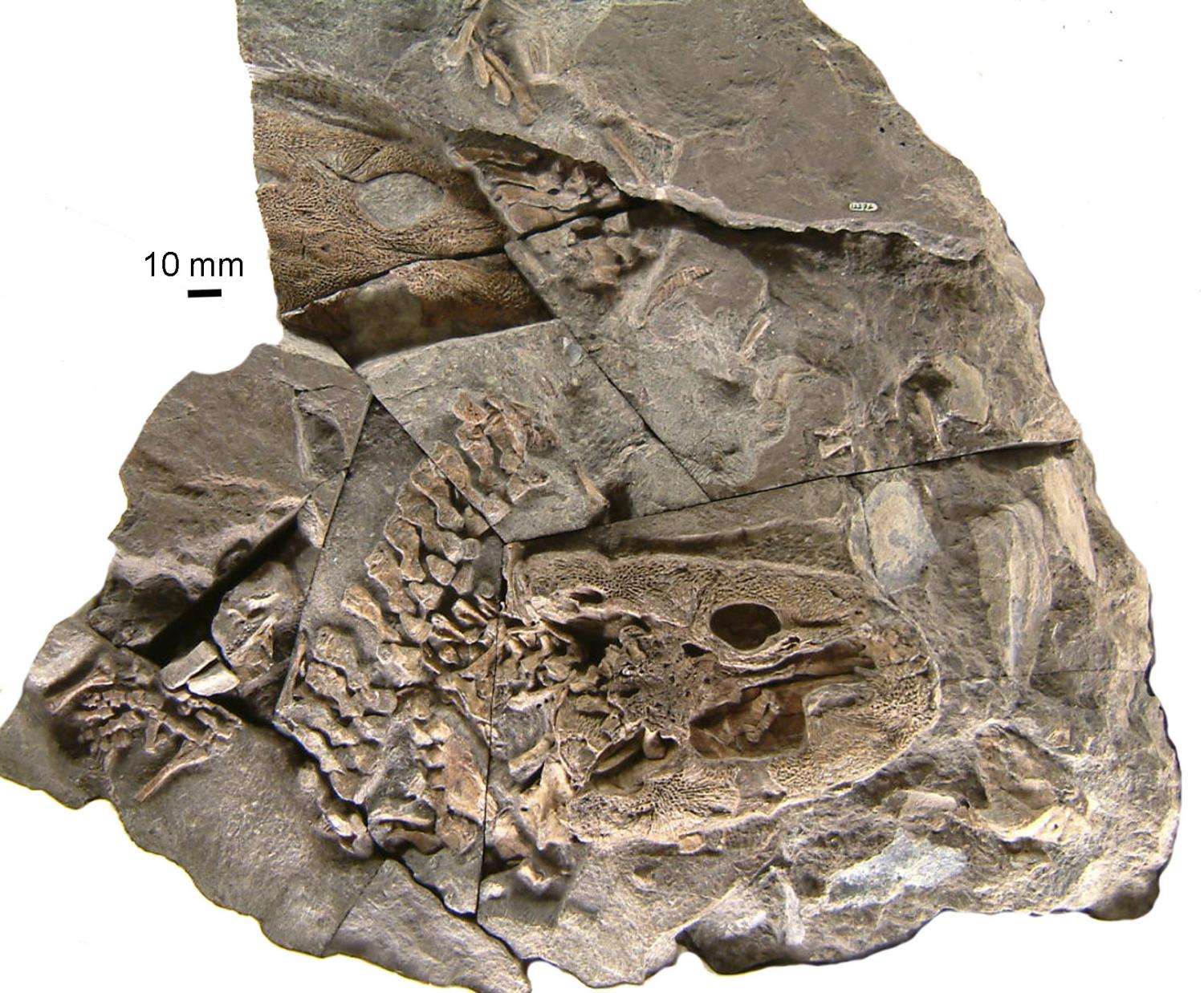 The Traditional View of Tetrapod Evolution - visual representation