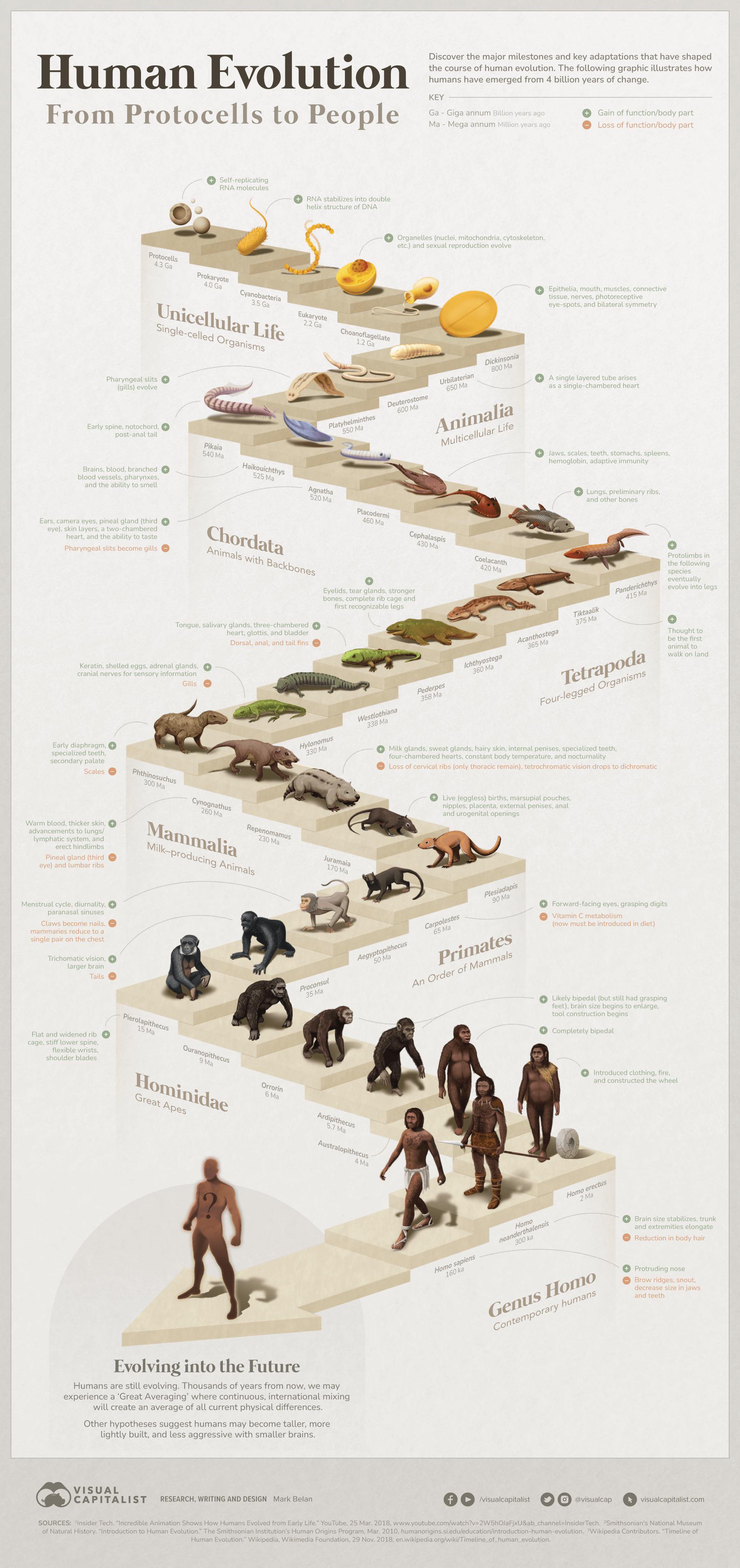 Implications for Evolutionary Biology - contextual illustration