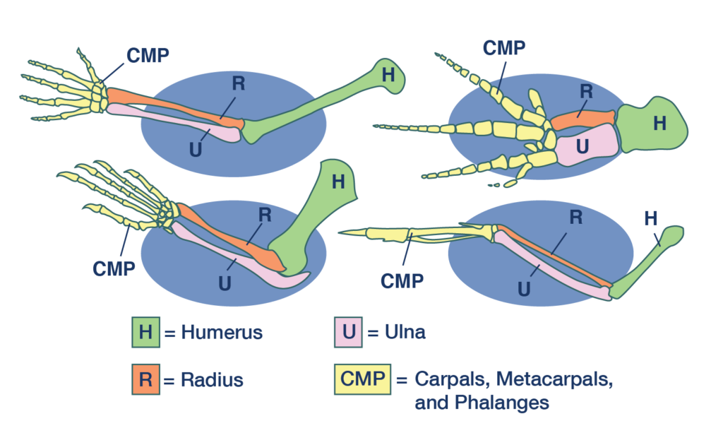 Technical Details of Tetrapod Development - contextual illustration