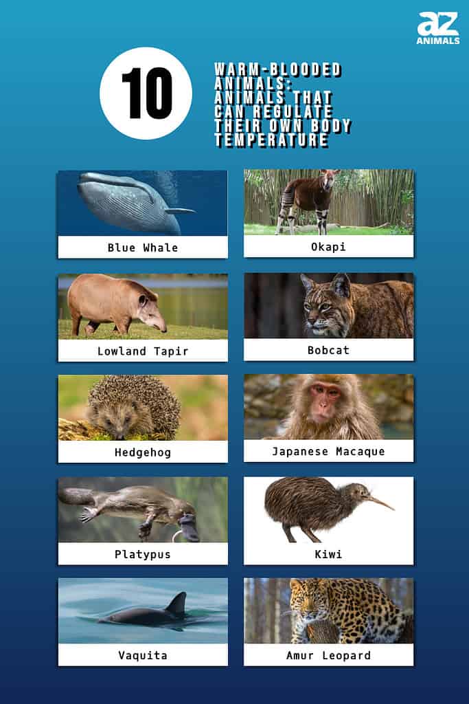 Conclusion - visual representation