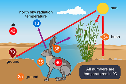 Strategies for Surviving Extreme Conditions - visual representation