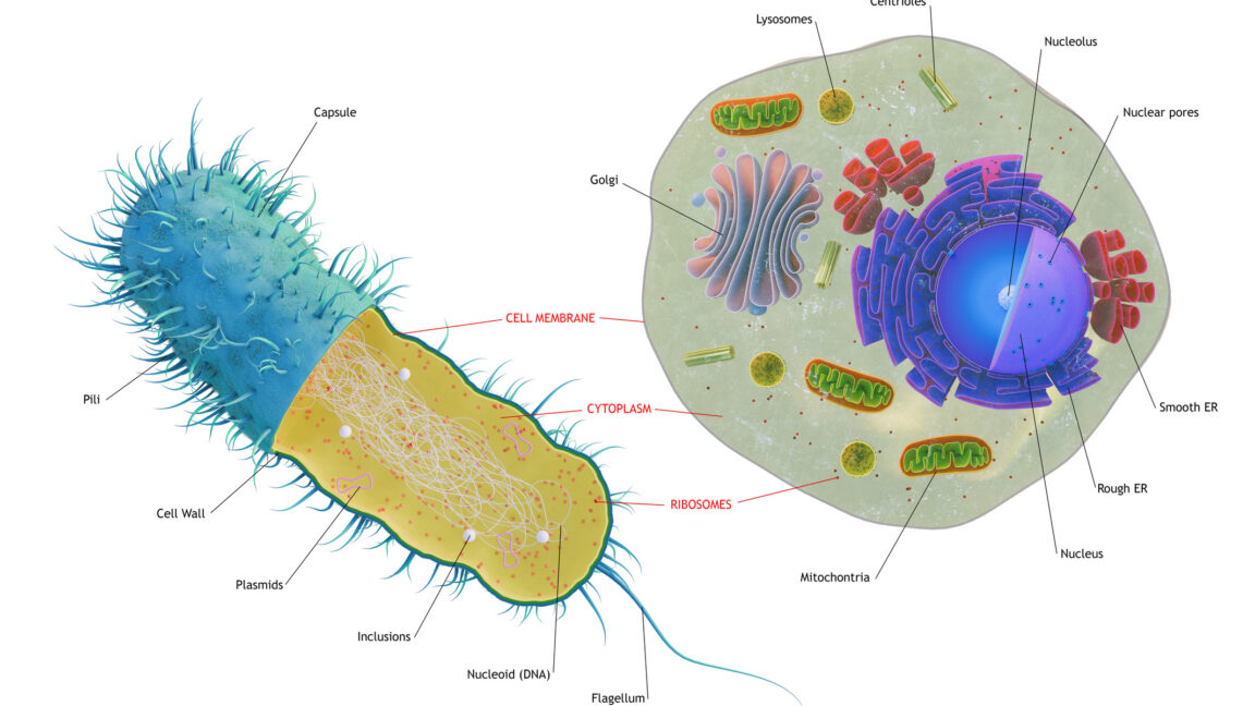 The first complex cells had genes from a complex mix of species - Ars Technica