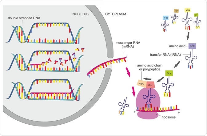 The Science Behind High Protein Meals - contextual illustration