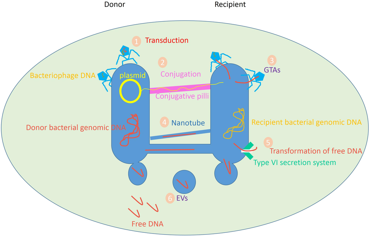 Impacts of Horizontal Gene Transfer - contextual illustration
