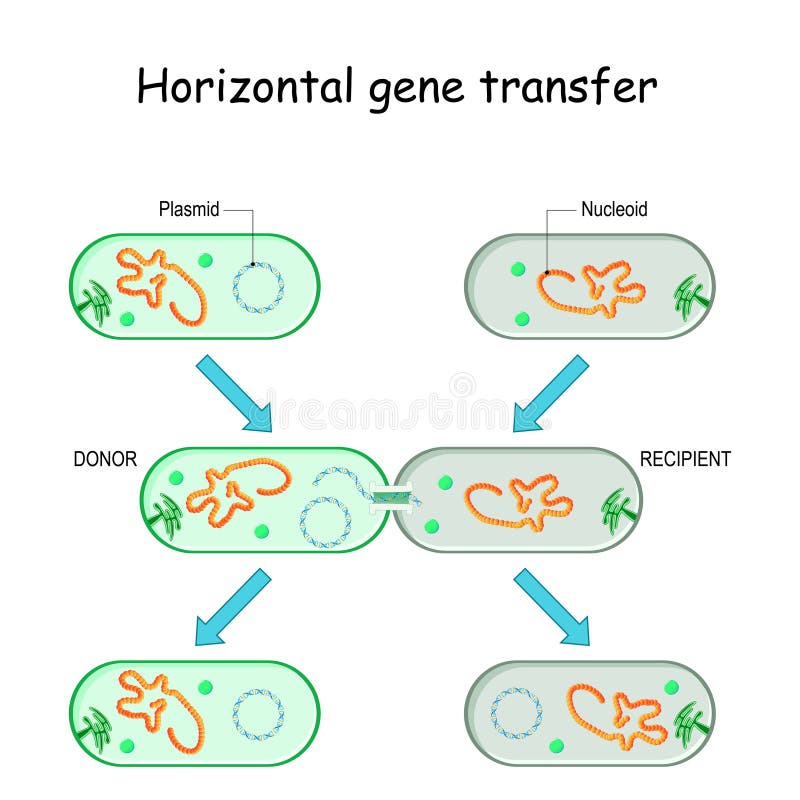 Unveiling Horizontal Gene Transfer - contextual illustration