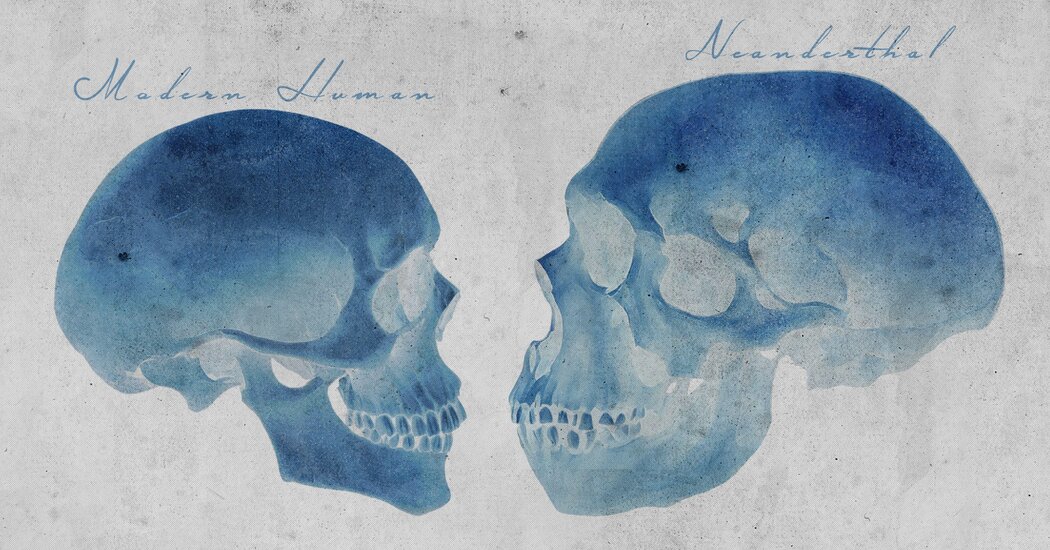Evolutionary Implications of Interbreeding - visual representation