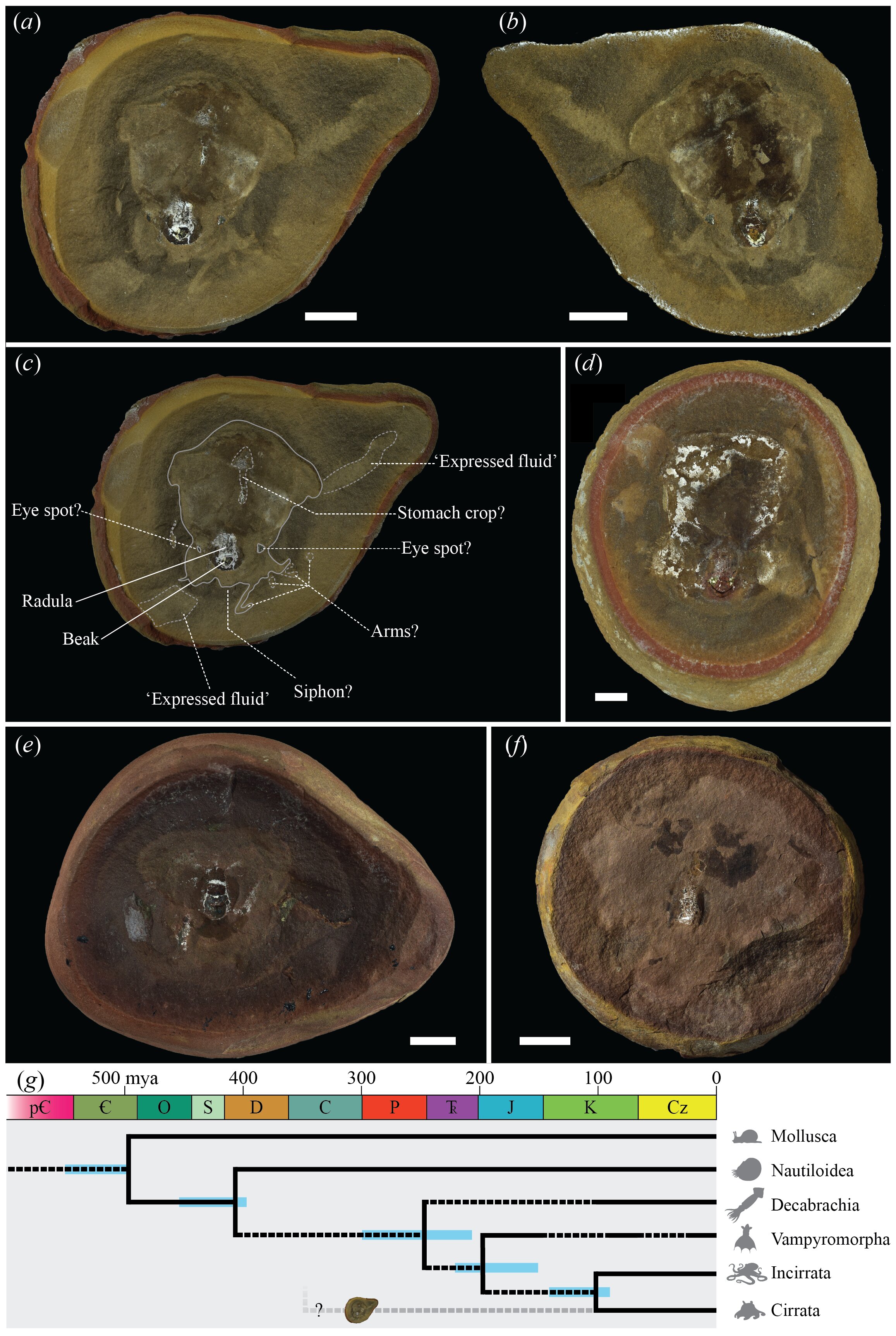 The Initial Discovery: Pohlsepia mazonensis - contextual illustration