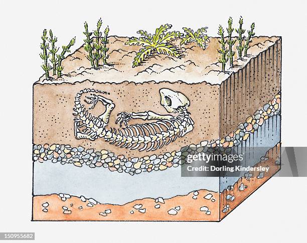 The Importance of Accurate Fossil Interpretation - contextual illustration