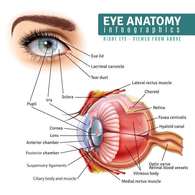 The Anatomy of the Eye: Why It's Sensitive to Pressure - contextual illustration