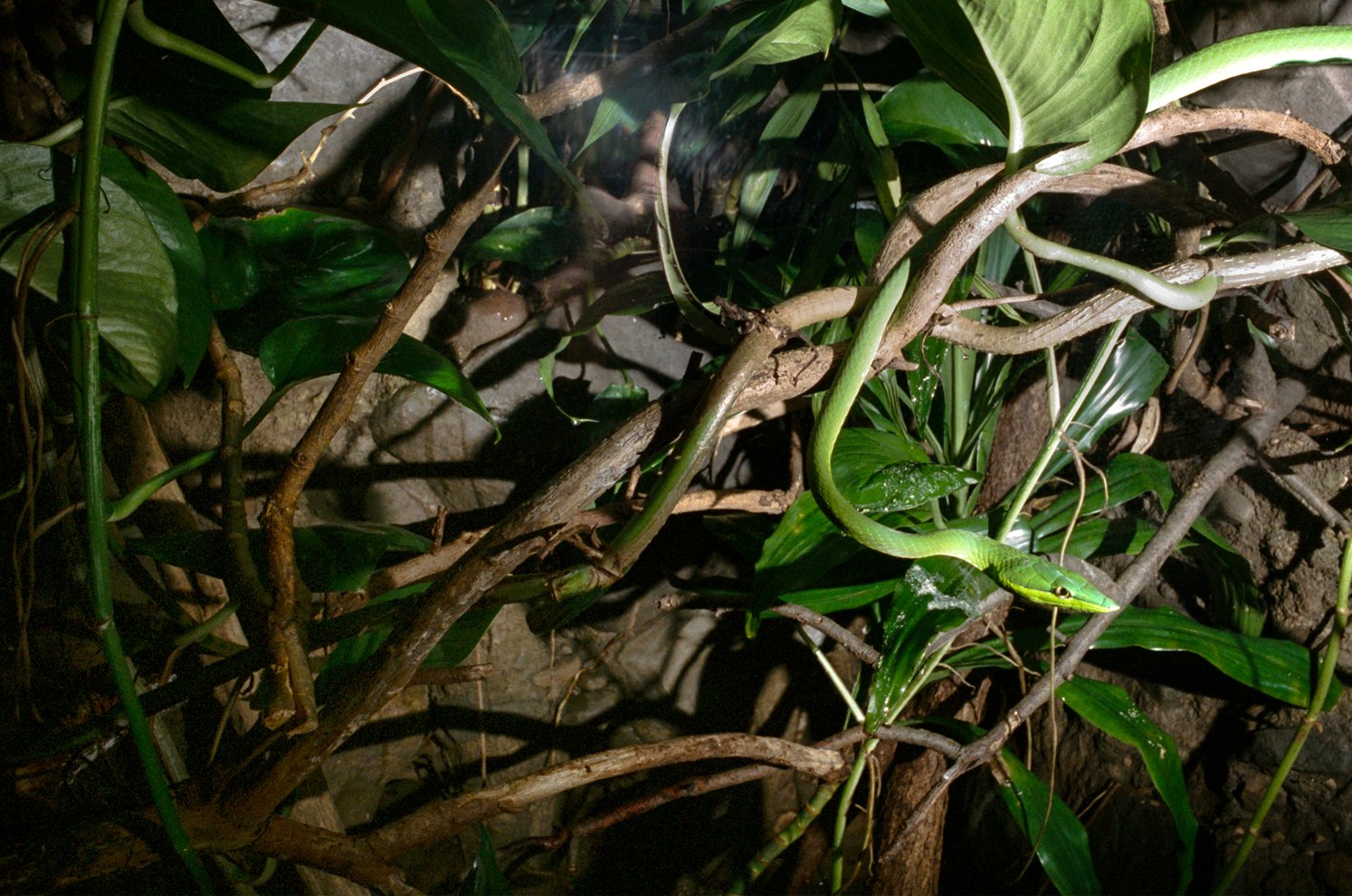 Common Pitfalls in Snake Ownership - visual representation