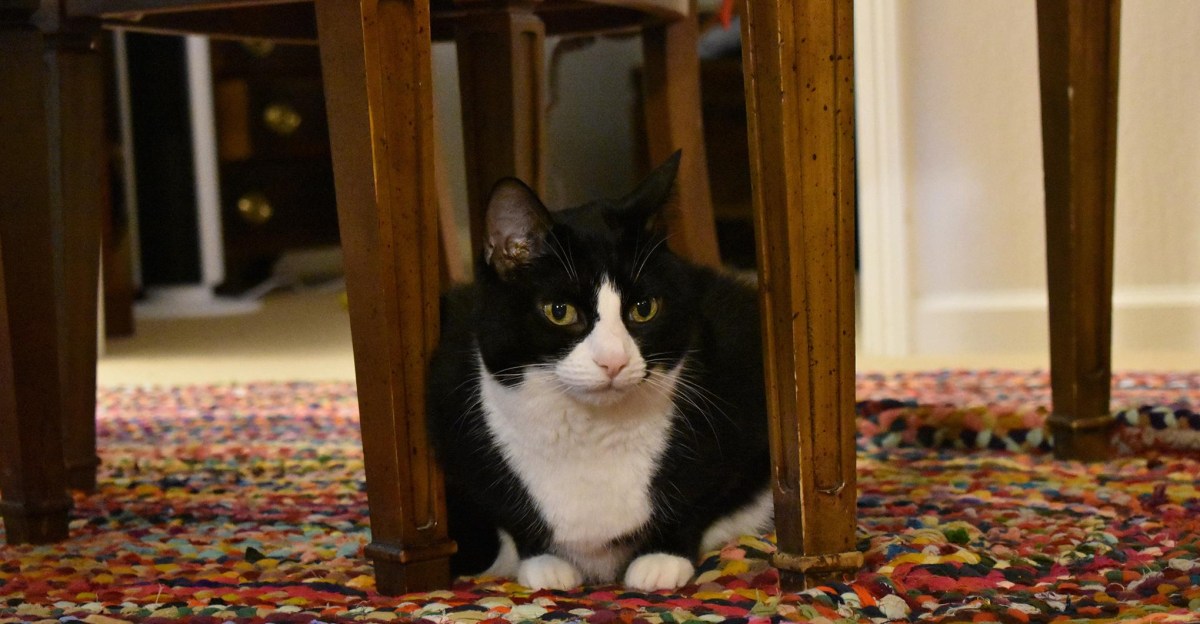 The piano that taught my cat to play for her supper | The Verge